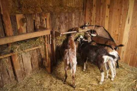 Choosing Hay for Your Dairy Goats Image